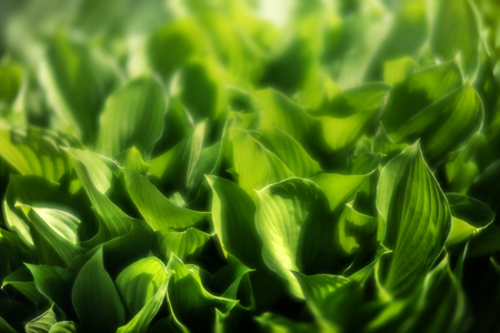 Soft focus image of large green leaves. Natural green texture backgroundの写真素材