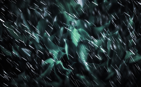 Soft focus image of large green leaves on a rainy day. Natural green texture backgroundの写真素材