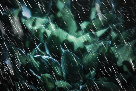 Soft focus image of large green leaves on a rainy day. Natural green texture backgroundの写真素材