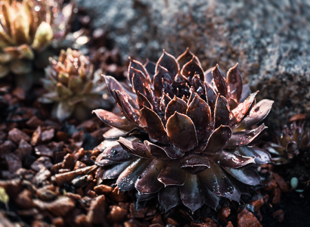 Succulent growing among rocks with raindrops on leaves.  Decorative place in the garden with succulents among the stonesの写真素材