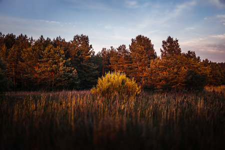 Pines on the coast of the Baltic Sea in the rays of the evening sunset. Classical Baltic beach landscape. Wild natureの写真素材