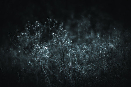 Blurred grass flowers background in low key. Dreamy beautiful background with meadow of flowers....
