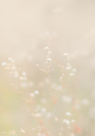 Blurred grass flowers background in high key. Dreamy beautiful background with meadow of flowers. Grass and flowers in soft focus. Defocused image.の写真素材
