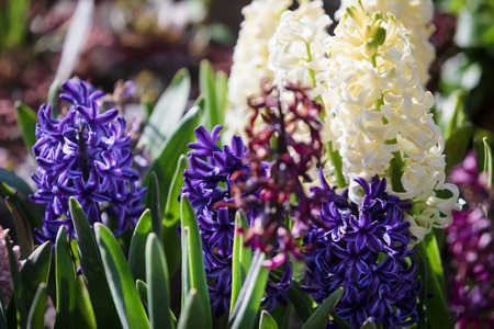 Soft focus image of hyacinth flowers blooming at springtime. Group of beautiful multicolored hyacinthsの写真素材