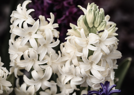 Soft focus image of hyacinth flowers blooming at springtime. White hyacinth blossom.の写真素材