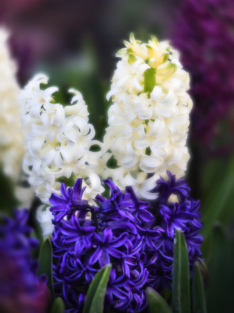 Soft focus image of hyacinth flowers blooming at springtime. Group of beautiful multicolored hyacinthsの写真素材