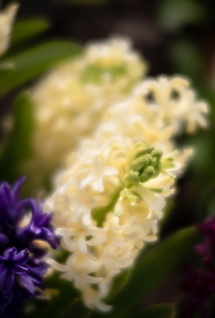 Soft focus image of hyacinth flowers blooming at springtime. Group of beautiful multicolored hyacinthsの写真素材
