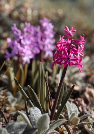Soft focus image of hyacinth flowers blooming at springtime. Group of beautiful multicolored hyacinthsの写真素材