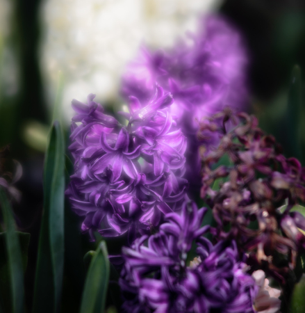 Soft focus image of hyacinth flowers blooming at springtime. Group of beautiful multicolored hyacinthsの写真素材