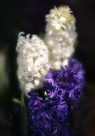 Soft focus image of hyacinth flowers blooming at springtime. Group of beautiful multicolored hyacinthsの写真素材