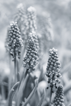 Tender blue muscari flowers in spring garden. Blue flowers. Muscari neglectum. Grape hyacinth.の写真素材