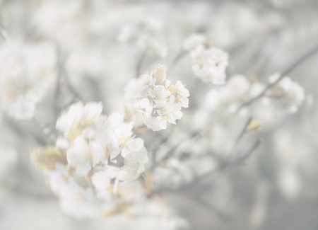 Spring flowers. Soft image of blossoming tree brunch with white flowers in light tonalityの写真素材
