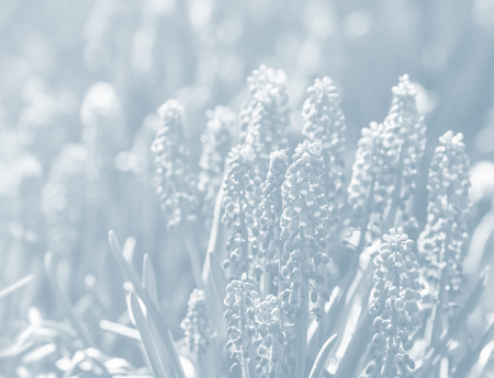Tender blue muscari flowers in spring garden. Blue flowers. Muscari neglectum. Grape hyacinth. Image in light blue tonalityの写真素材
