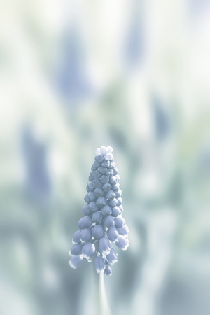 Tender blue muscari flowers in spring garden. Blue flowers. Muscari neglectum. Grape hyacinth. Image in light blue tonalityの写真素材