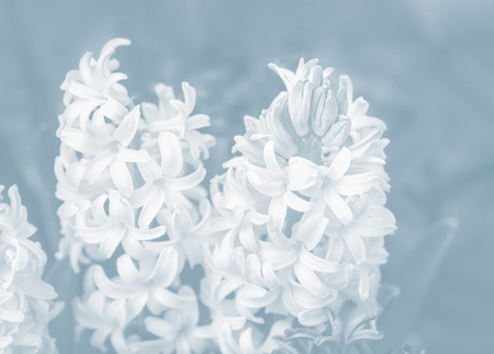 Soft focus image of hyacinth flowers blooming at springtime. Group of beautiful hyacinths. Image in light blue tonalityの写真素材