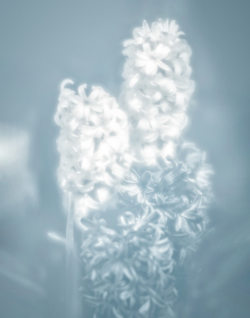 Soft focus image of hyacinth flowers blooming at springtime. Group of beautiful multicolored hyacinths. Image in light blue tonalityの写真素材