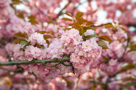 Cherry tree in bloom. Sakura flowers. Cherry blossom. Sakura Japanese Spring Flowers. Pink Cherry Flowersの写真素材