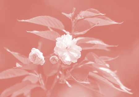 Cherry tree in bloom. Sakura flowers. Cherry blossom. Sakura Japanese Spring Flowers. Cherry Flowers...