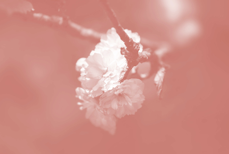 Cherry tree in bloom. Sakura flowers. Cherry blossom. Sakura Japanese Spring Flowers. Cherry Flowers image in trendy living coral colorの写真素材