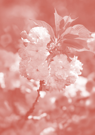 Cherry tree in bloom. Sakura flowers. Cherry blossom. Sakura Japanese Spring Flowers. Cherry Flowers image in trendy living coral colorの写真素材