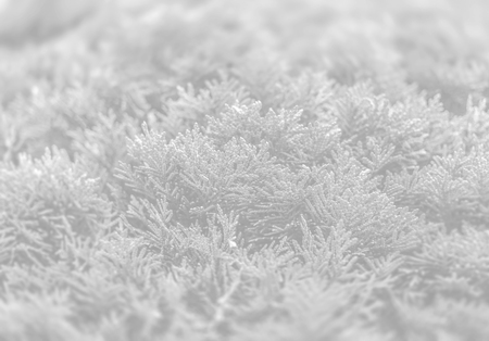 Green thuja bush. Close up of a branch of thuja tree. Image in light gray tonalityの写真素材