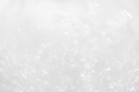 Soft focus blurred image of nature background. Grass and wild flowers on the field on a summer day in the sunlight. Dreamy beautiful background. Image in light gray tonalityの写真素材