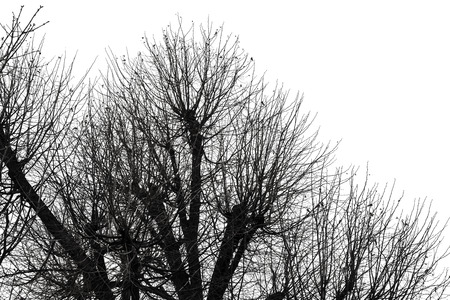 High contrast black and white image of leafless trees branches isolated on white background....
