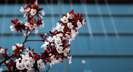Blooming trees in the city. Early spring white flowers on tree on the city backgroundの写真素材