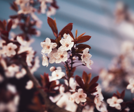 Blooming trees in the city. Early spring white flowers on tree on the city backgroundの写真素材