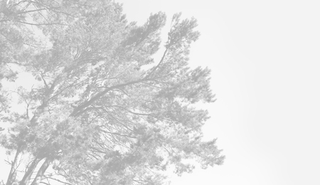 Pines on the coast of the Baltic Sea in the rays of the evening sunset. Classical Baltic beach landscape. Wild nature in light gray tonalityの写真素材