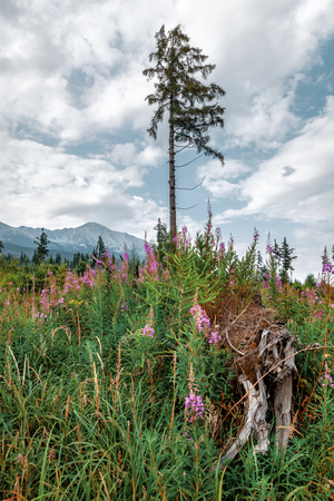 Mountains in National Park High Tatra. Slovakia, Europeの写真素材