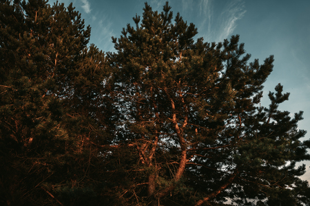 Pine trees in the rays of the evening sun. Classical Baltic beach landscape. Wild natureの写真素材