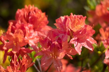 Rhododendron flowers. Azaleas flowers in the garden. Spring nature background. Soft focus blurred imageの写真素材