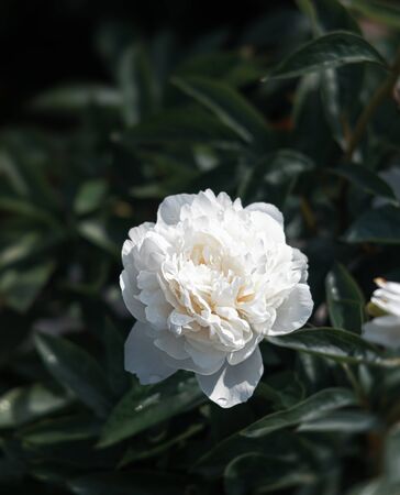 Soft focus image of blooming peonies in the garden. Selective focus. Shallow depth of fieldの写真素材