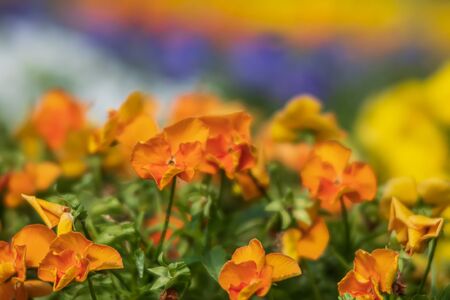 Blurred blossoming pansies flowers in the garden. Natural spring background. Selective focus, shallow DOFの写真素材