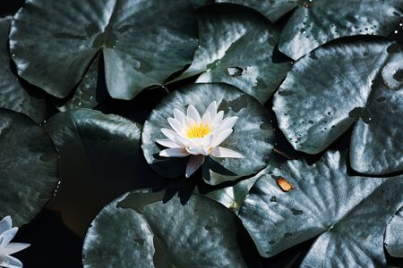 Beautiful water lily on the water's surface