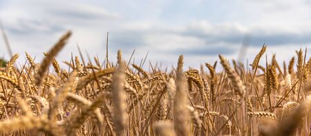 Wheat field. Golden wheat field at sunny day. Beautiful nature landscape.の写真素材