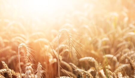 Wheat field. Golden wheat field at sunny day. Beautiful nature landscape.の写真素材