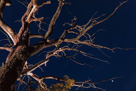 Dry dead tree against the night skyの写真素材