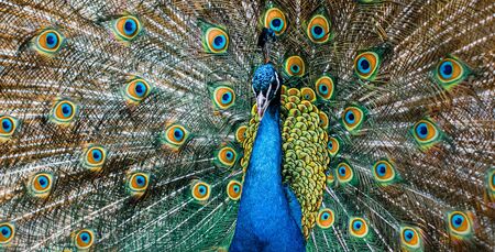 Portrait of beautiful peacock with feathers out. Male peacock with expanded feathersの写真素材