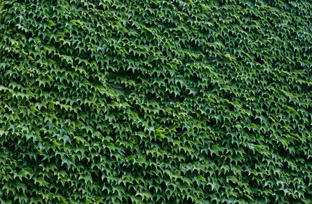 Nature background. Green ivy leaves backgroundの写真素材