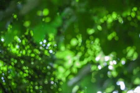 Nature abstract background. Defocused bokeh background. Natural green blurred background with trees, leaves and glare of sunlightの写真素材