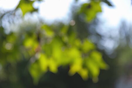 Nature abstract background. Defocused bokeh background. Natural green blurred background with trees, leaves and glare of sunlightの写真素材