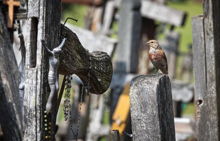 The bird sits on the cross on the hill of crosses. Hill of Crosses is a unique monument of history...