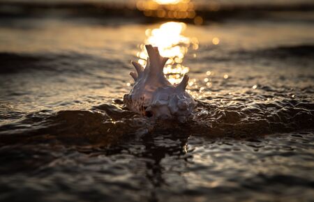 Sea shell lies on the sandy seashore in the rays of the setting sunの写真素材
