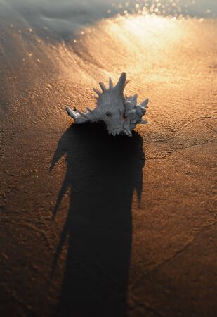 Sea shell lies on the sandy seashore in the rays of the setting sunの写真素材