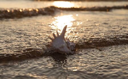 Sea shell lies on the sandy seashore in the rays of the setting sun