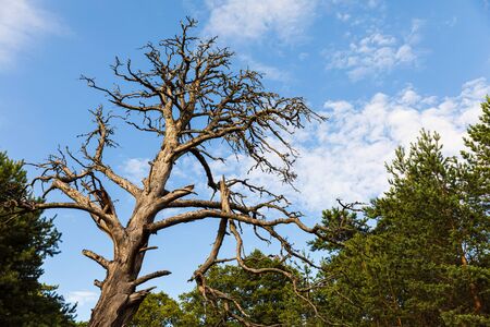 Dead branches of a tree. Old and completely dry tree against blue sky. Dead Tree without leaf.