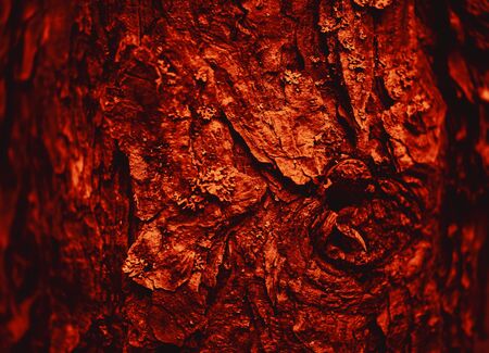 Pine trees in the forest. Pine tree bark. Nature background