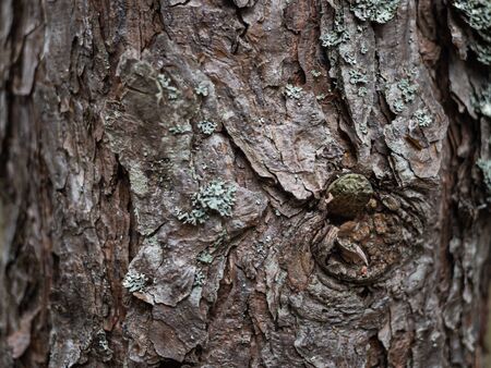 Pine trees in the forest. Pine tree bark. Nature background